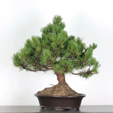 image supplémentaire - BONSAI PIN MUGO 3-8
