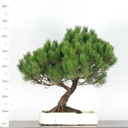 image supplémentaire - PREBONSAI PINUS MUGO 3-10