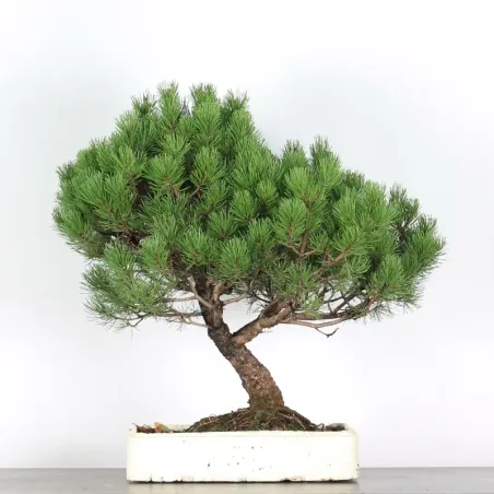 Mugo Bonsai Pine PM-3-10