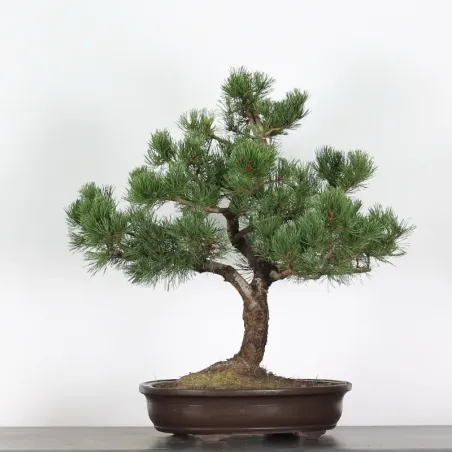 BONSAI PIN MUGO 3-11