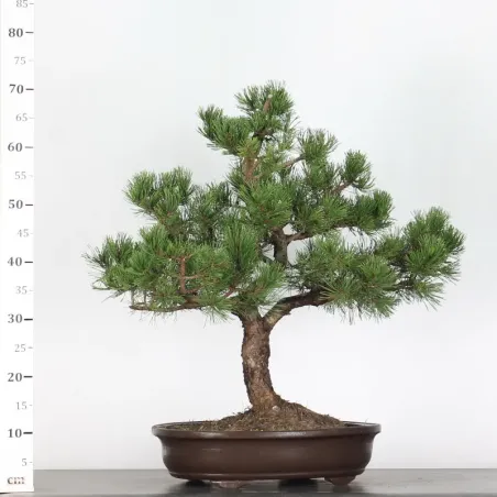 image supplémentaire - BONSAI PIN MUGO 3-11