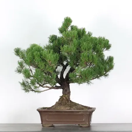 BONSAI PINUS MUGO 3-12
