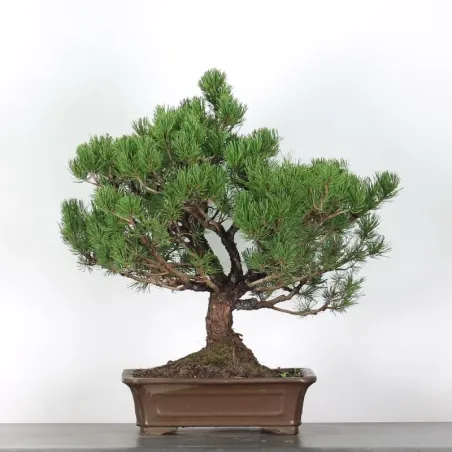 image supplémentaire - BONSAI PINUS MUGO 3-12