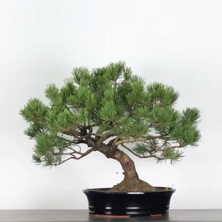 image supplémentaire - BONSAI PIN MUGO 3-13
