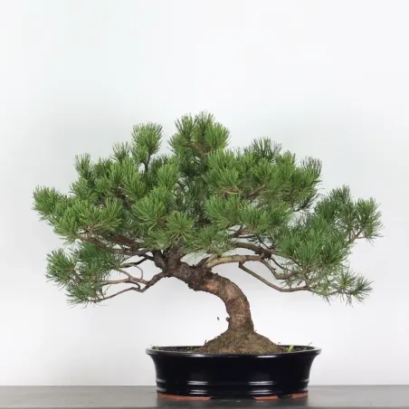 BONSAI PIN MUGO 3-13