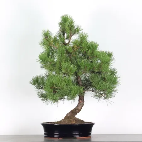 Pin mugo bonsai PM-4-1