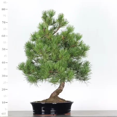 image supplémentaire - BONSAI PIN MUGO 4-1