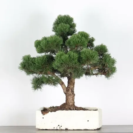 BONSAI PINUS MUGO 4-13