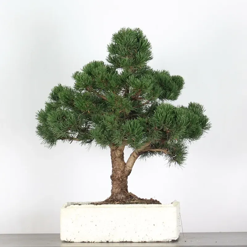 image supplémentaire - BONSAI PIN MUGO 4-13
