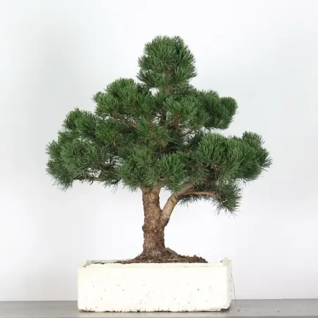 image supplémentaire - BONSAI PINUS MUGO 4-13