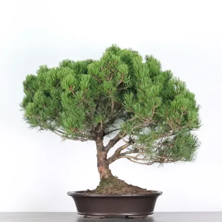Pin mugo bonsai PM-4-3