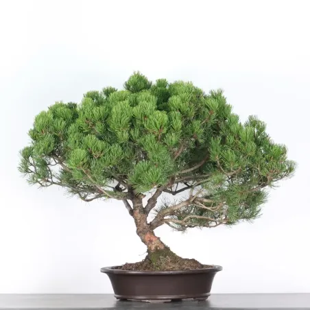 image supplémentaire - BONSAI PIN MUGO 4-3