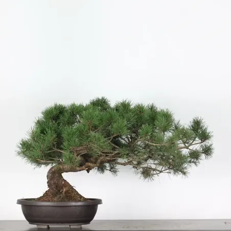 image supplémentaire - BONSAI PIN MUGO 4-4