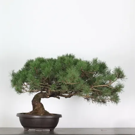 Pin mugo bonsai PM-4-4