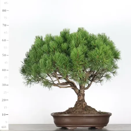 image supplémentaire - BONSAI PIN MUGO 4-5