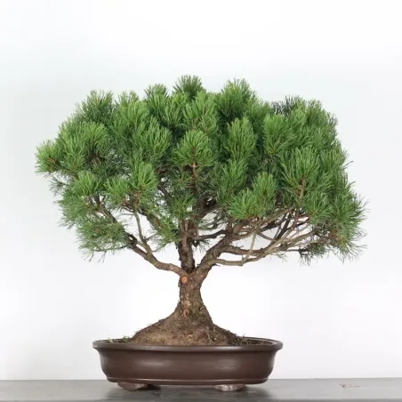 Pin mugo bonsai PM-4-5