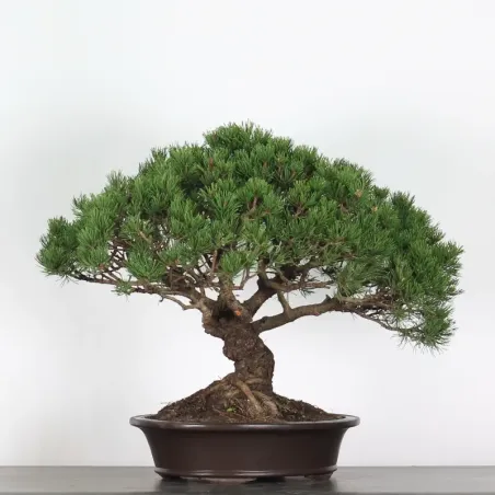 image supplémentaire - BONSAI PIN MUGO 4-6