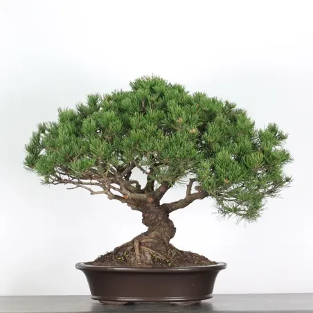 Pin mugo bonsai PM-4-6