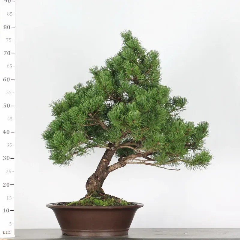 image supplémentaire - BONSAI PIN MUGO 5-8