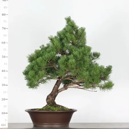 image supplémentaire - BONSAI PIN MUGO 5-8