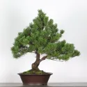 BONSAI PIN MUGO 5-8
