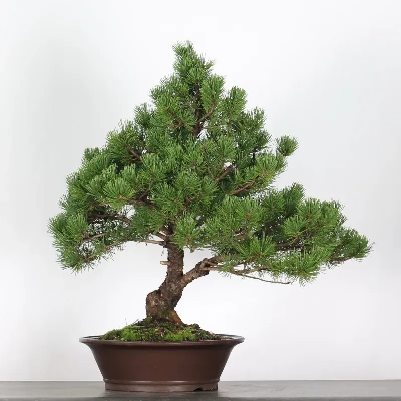 Pin mugo bonsai PM-5-8