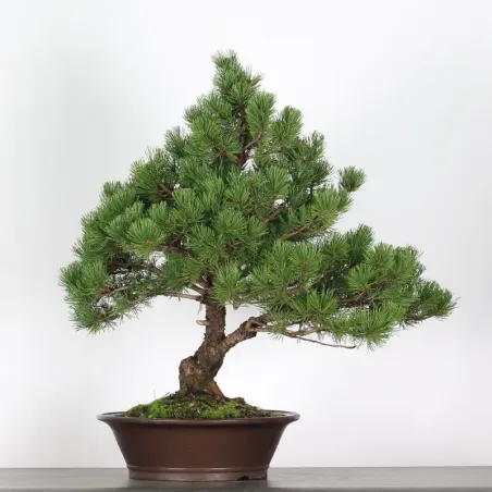 Pin mugo bonsai PM-5-8