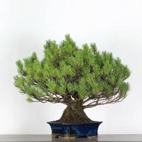 image supplémentaire - BONSAI PIN MUGO 5-1