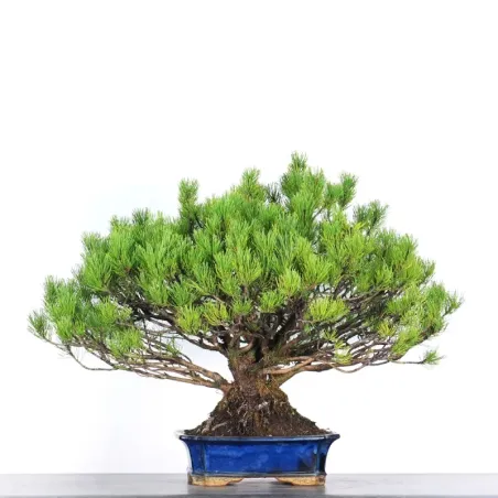 Pin mugo bonsai PM-5-1