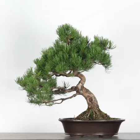 Pin mugo bonsai PM-5-2