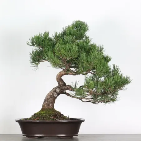 image supplémentaire - BONSAI PIN MUGO 5-2