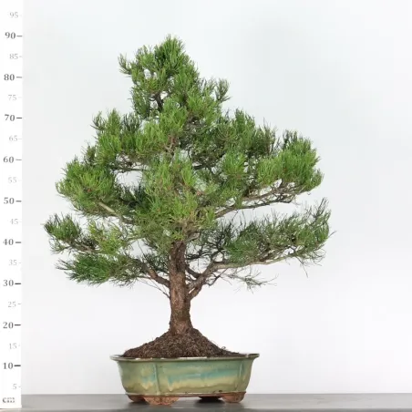 image supplémentaire - BONSAI PIN MUGO 5-4