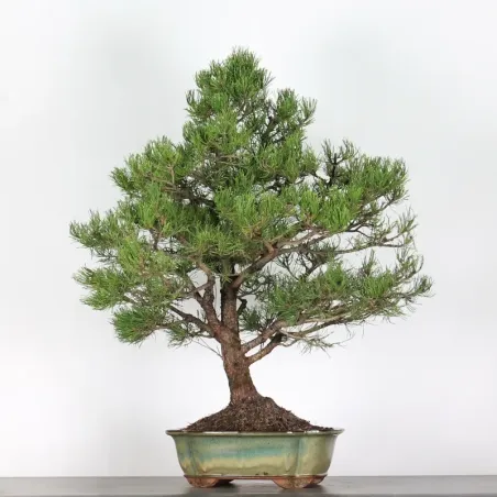 Pin mugo bonsai PM-5-4