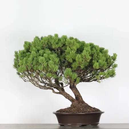 image supplémentaire - BONSAI PIN MUGO 5-5