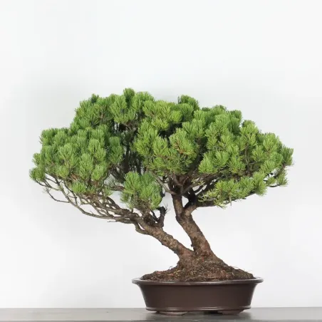Pin mugo bonsai PM-5-5