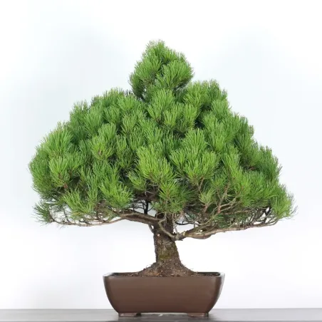 Pin mugo bonsai PM-5-6