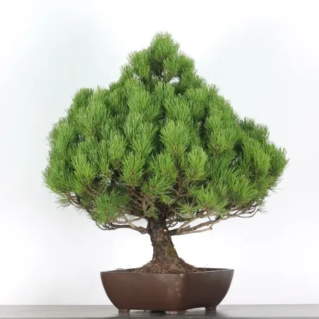 image supplémentaire - BONSAI PIN MUGO 5-6