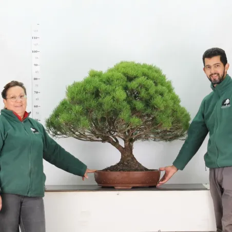 image supplémentaire - BONSAI PIN MUGO 5-7