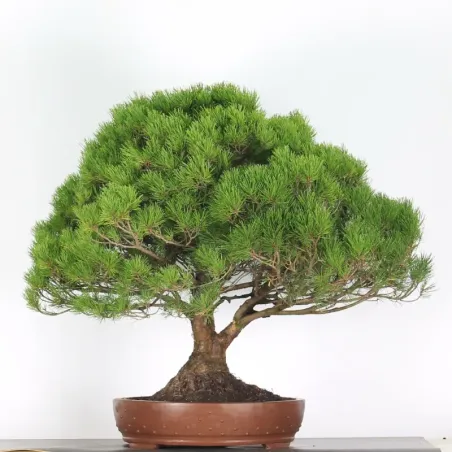 Pin mugo bonsai PM-5-7