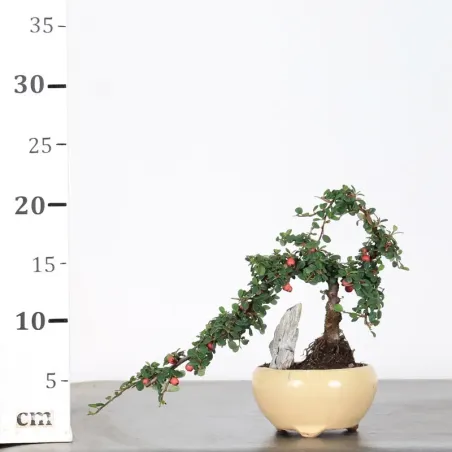 image supplémentaire - COTONÉASTER "HORIZONTALIS" 1-4