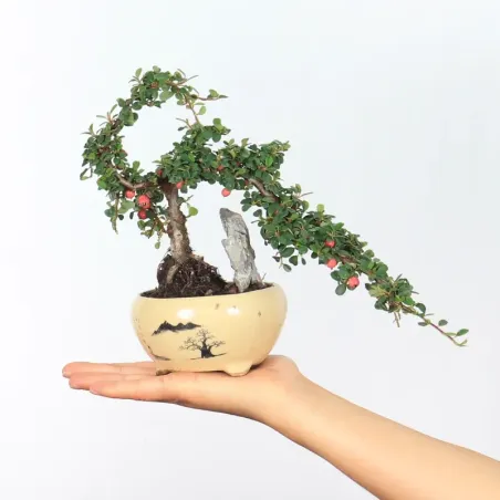 Bonsai Cotoneaster en vente