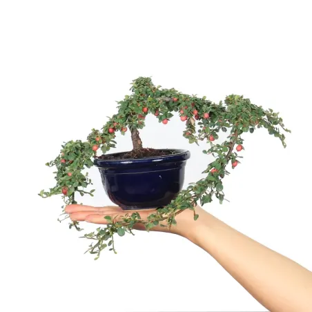 Bonsai Cotoneaster
