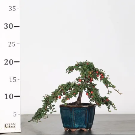 image supplémentaire - COTONEASTER "HORIZONTALIS"...