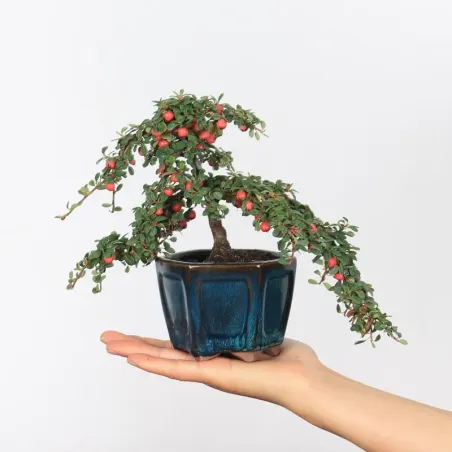 COTONEASTER "HORIZONTALIS" 1-12