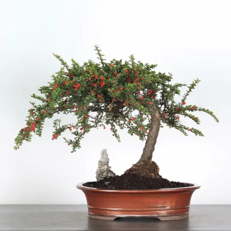 Bonsai Cotoneaster