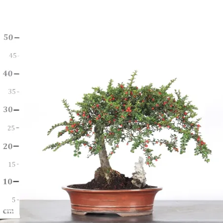 image supplémentaire - COTONÉASTER "HORIZONTALIS" 2-1