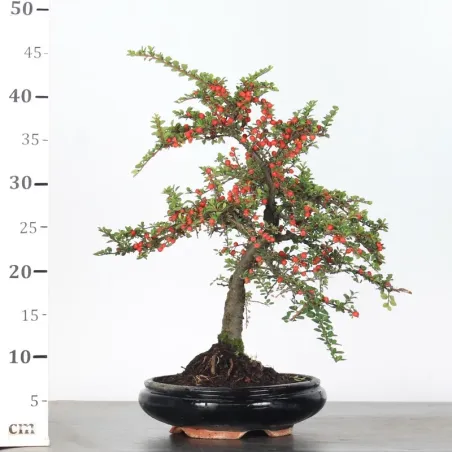 image supplémentaire - COTONEASTER "HORIZONTALIS" 2-2