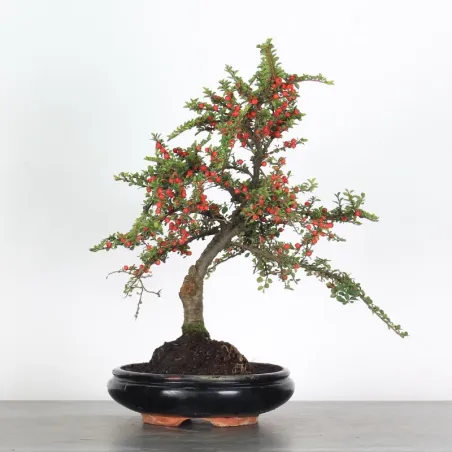 COTONEASTER "HORIZONTALIS" 2-2