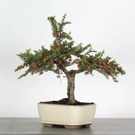Bonsai Cotoneaster