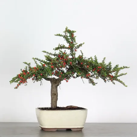image supplémentaire - COTONÉASTER "HORIZONTALIS" 2-3